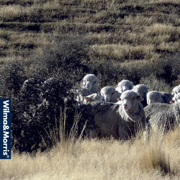 100% MERINO